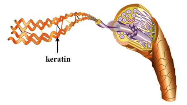 Thành phần keratin trong tóc