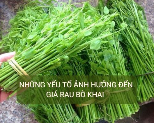 nhung-yeu-to-anh-huong-den-gia-rau-bo-khai